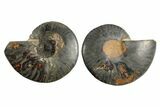 Cut/Polished Ammonite Fossil - Unusual Black Color #165476-1